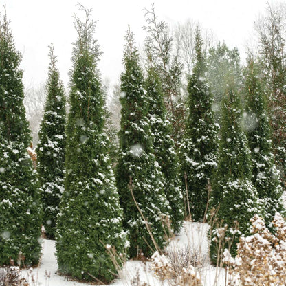Arborvitae - NORTH POLE