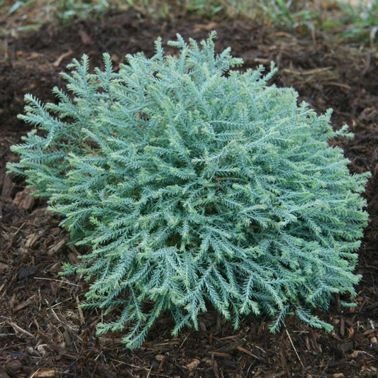 Arborvitae - PANCAKE