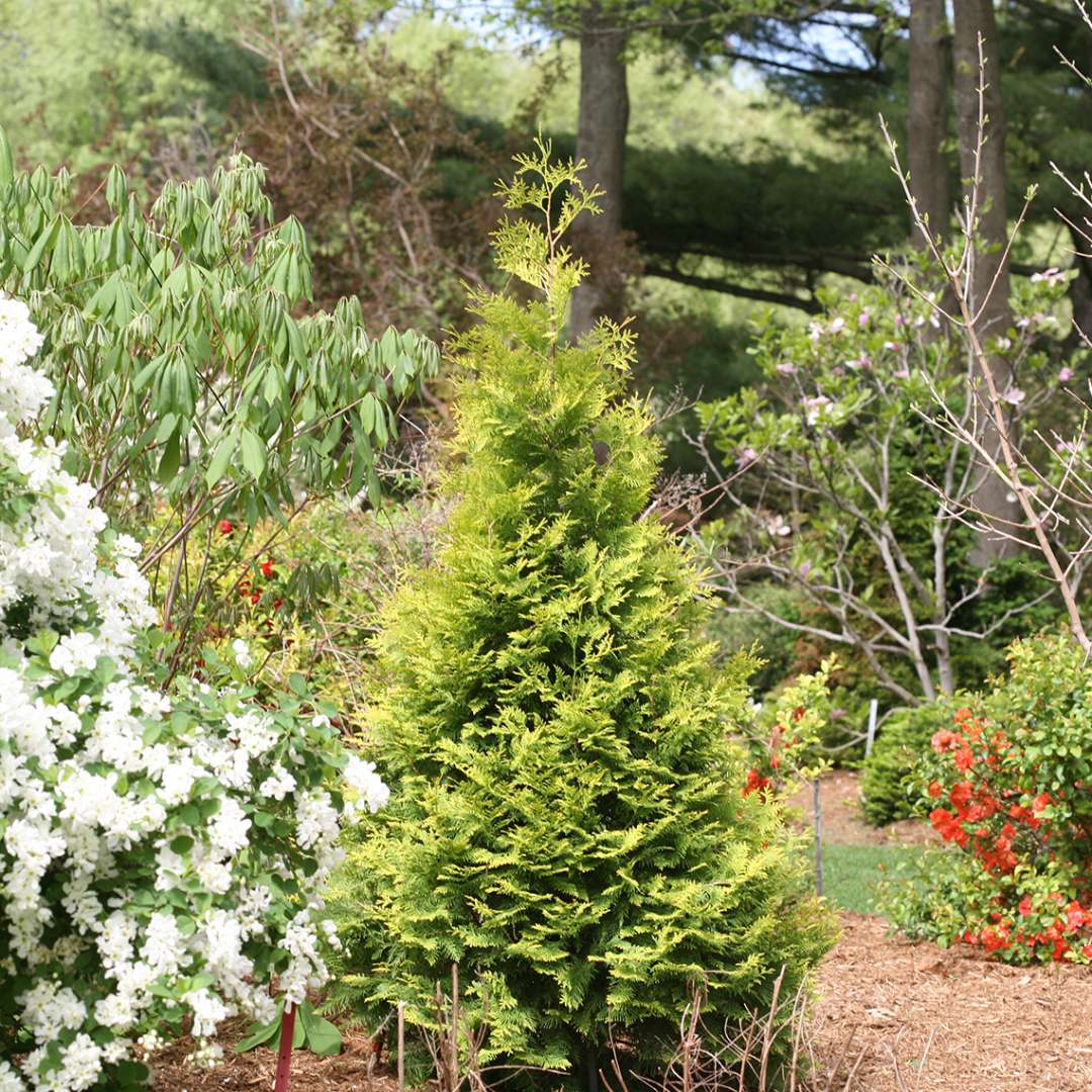 Arborvitae - POLAR GOLD