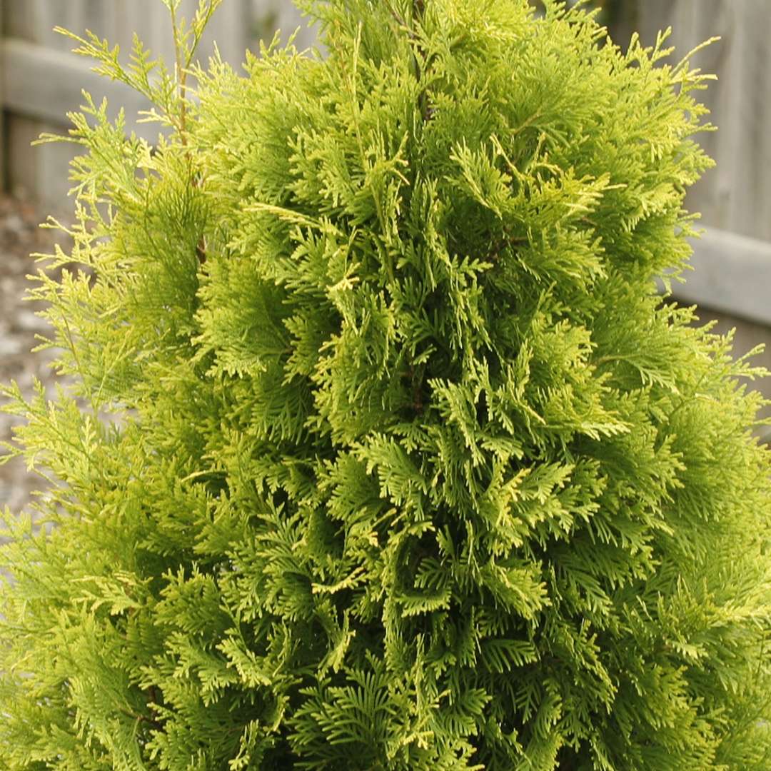 Arborvitae - POLAR GOLD