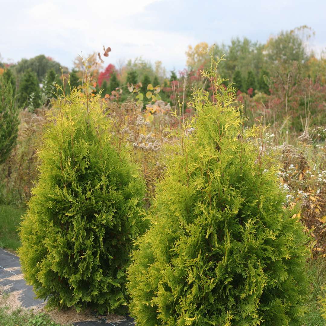 Arborvitae - POLAR GOLD