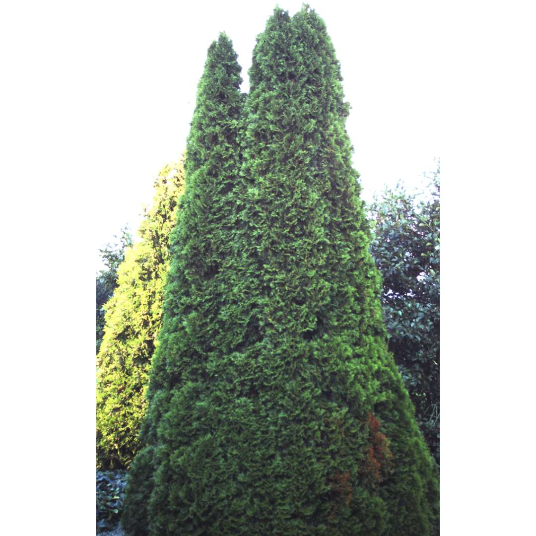 Arborvitae - Smaragd