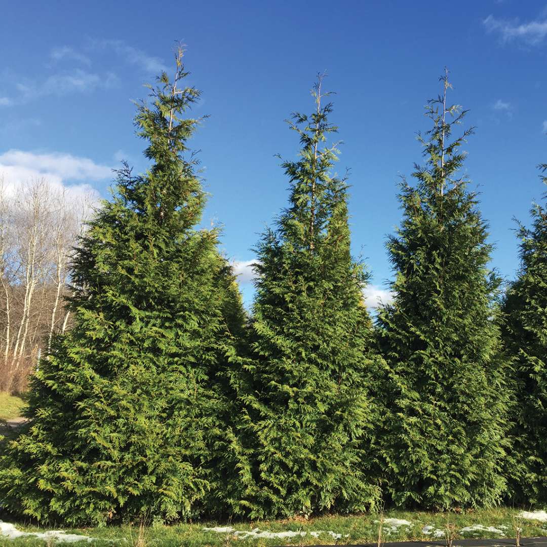 Arborvitae - Western - SPRING GROVE