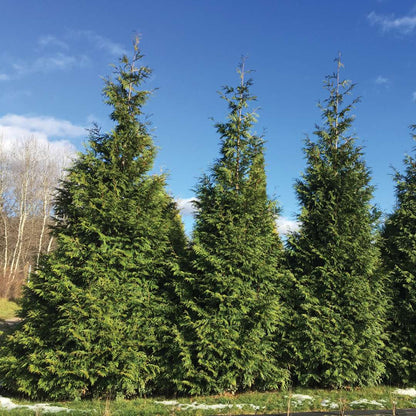 Arborvitae - Western - SPRING GROVE