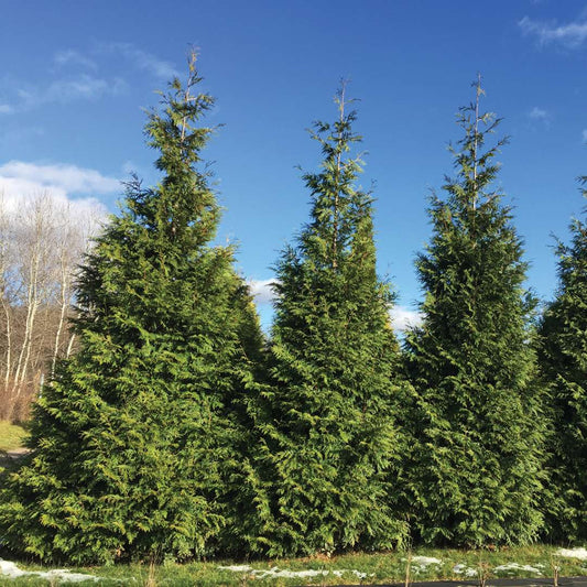 Arborvitae - Western - SPRING GROVE