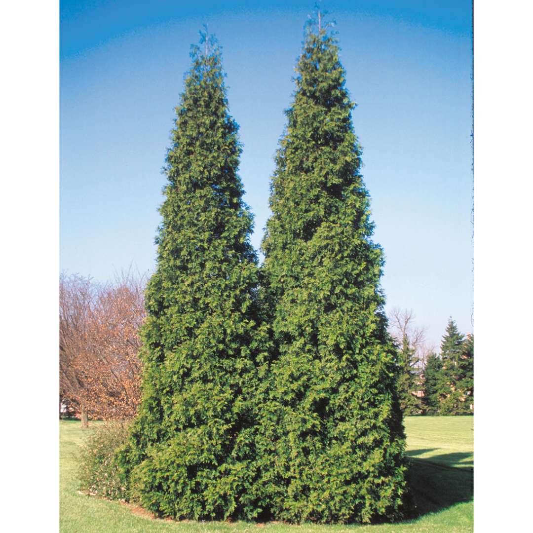 Arborvitae - Western - SPRING GROVE