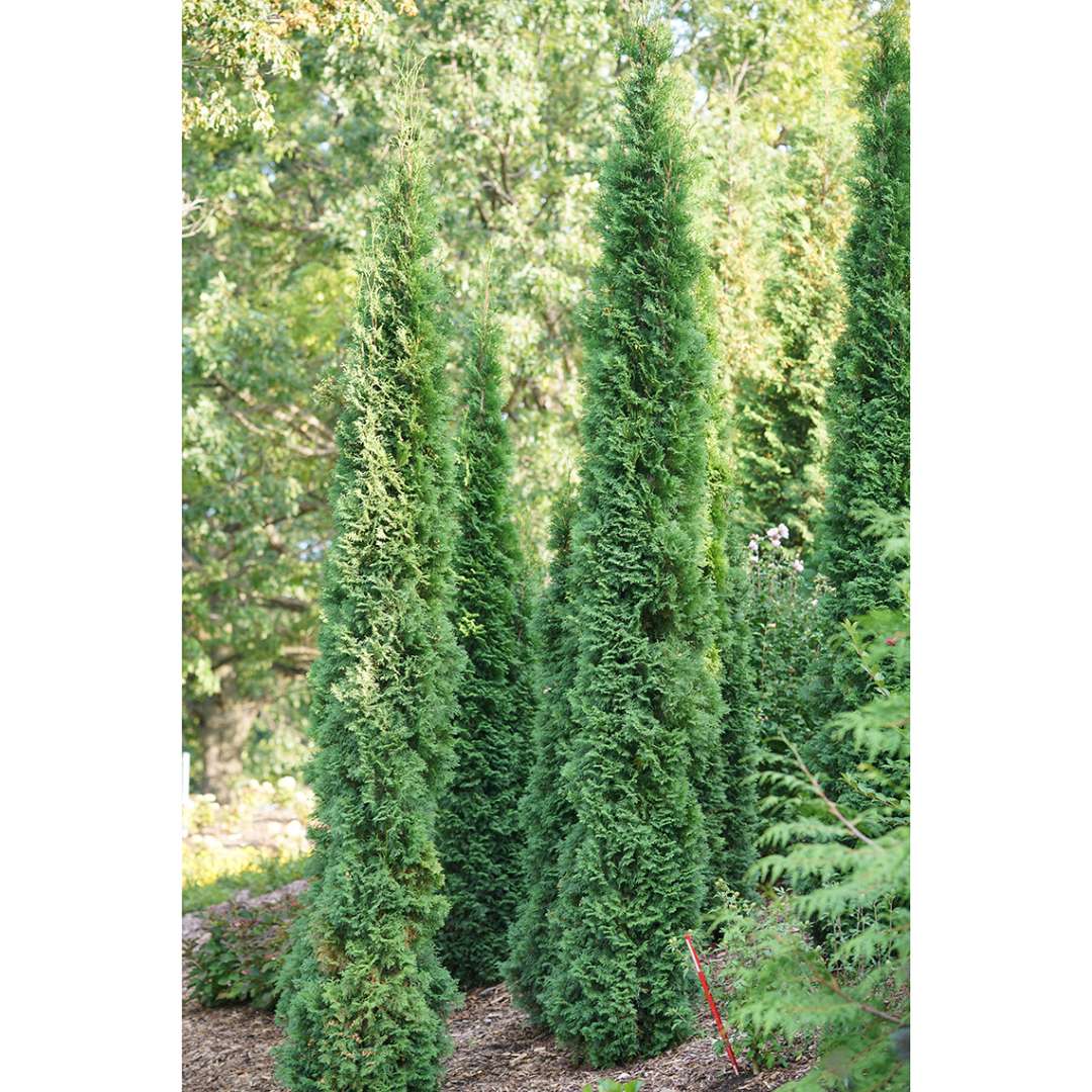 Arborvitae - FULL SPEED A HEDGE THIN MAN