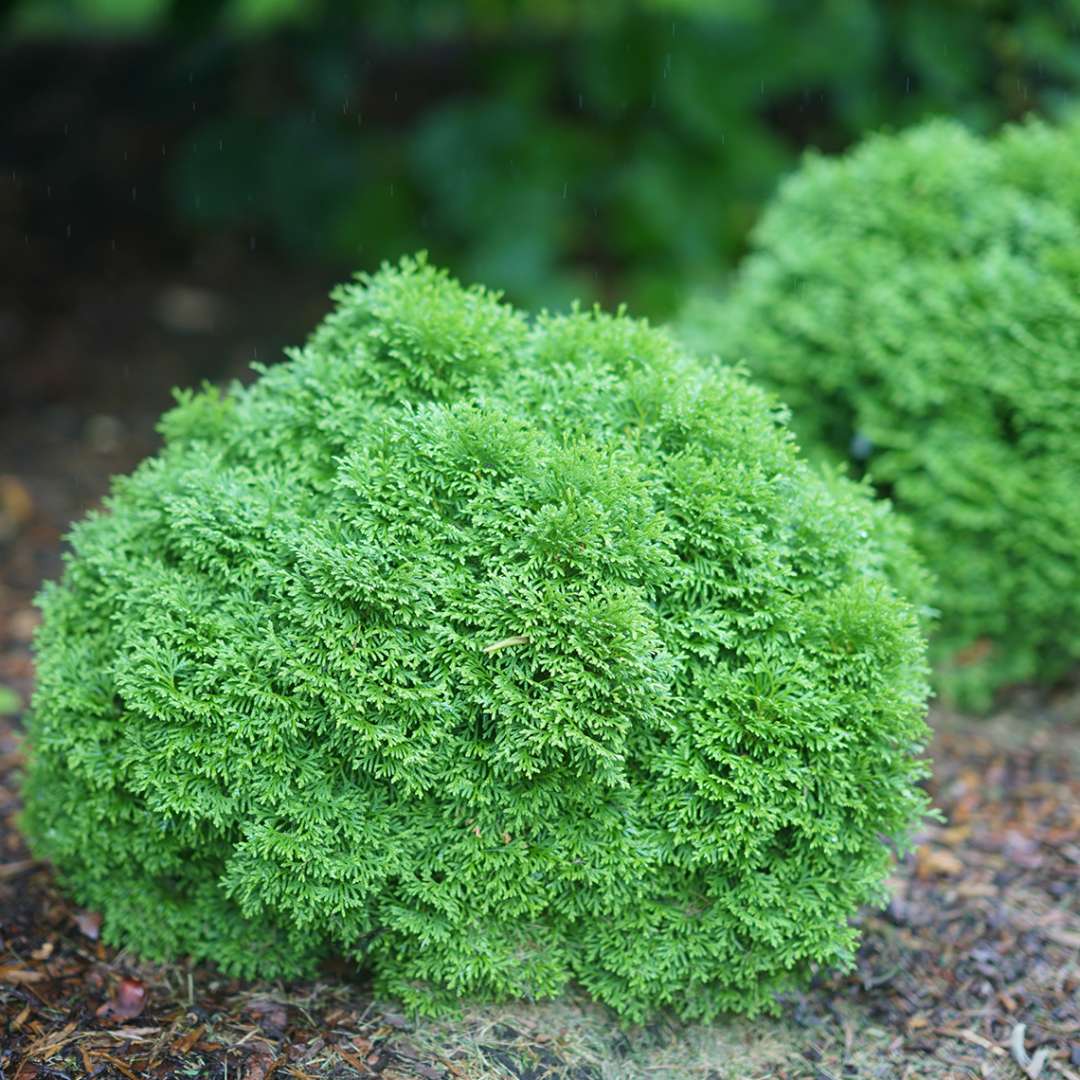 Arborvitae - TATER TOT