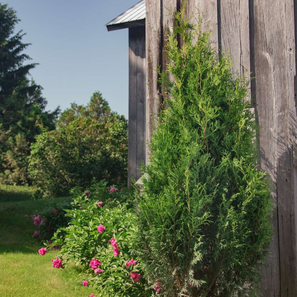 Arborvitae - SASQUATCH Dark Green