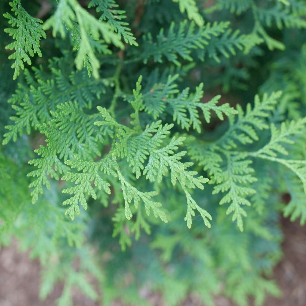 Arborvitae - SASQUATCH Dark Green