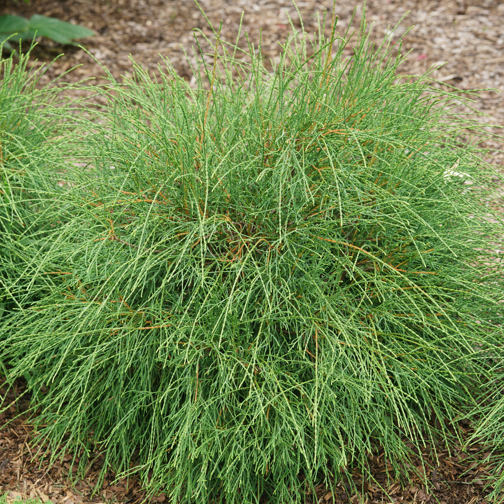 Arborvitae - WHIP IT GOOD