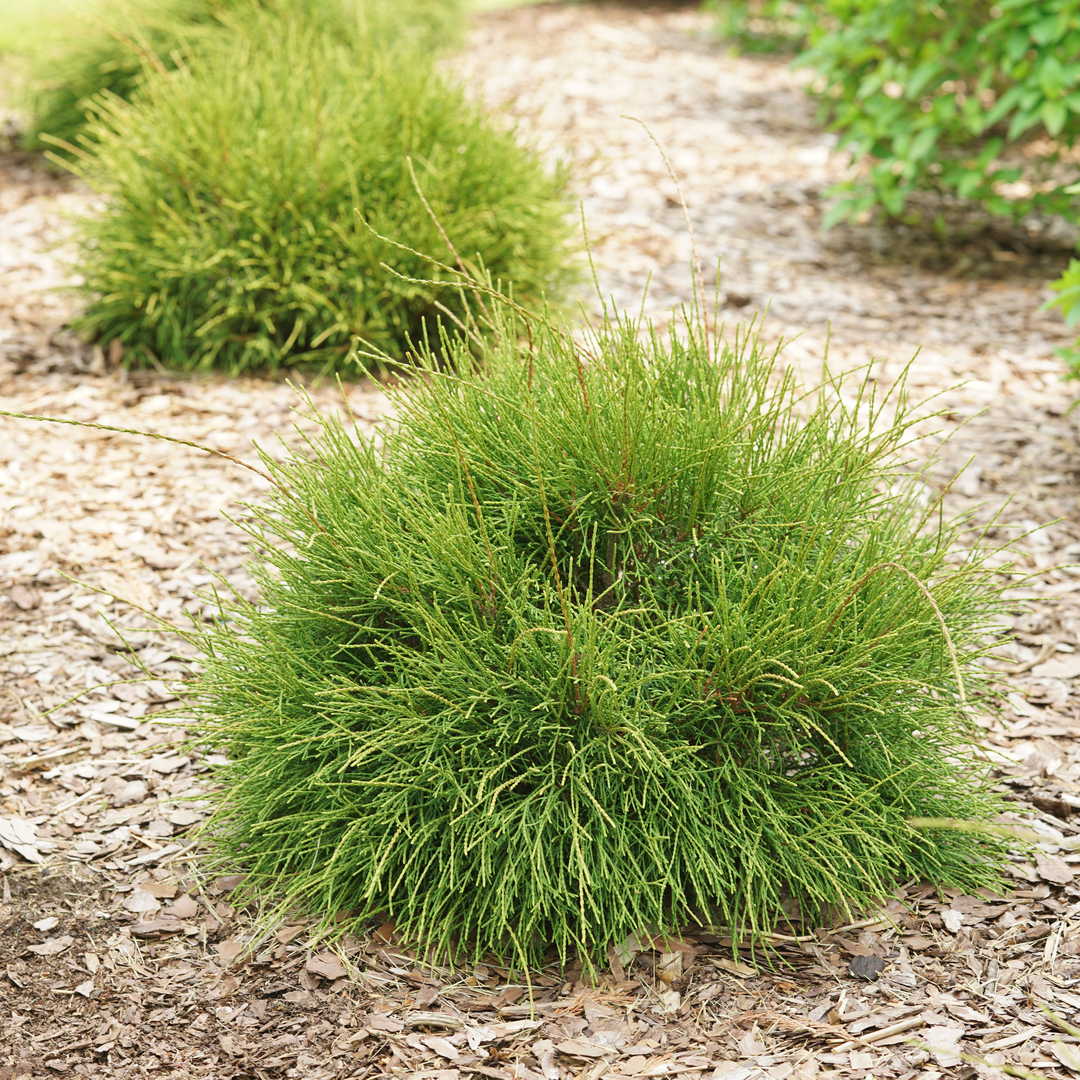 Arborvitae - WHIP IT GOOD