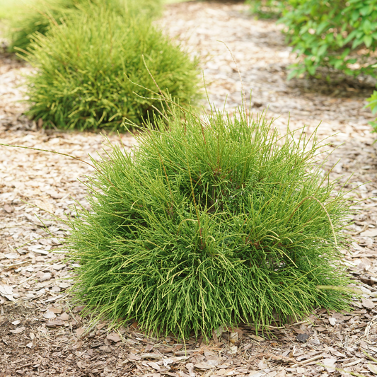 Arborvitae - WHIP IT GOOD