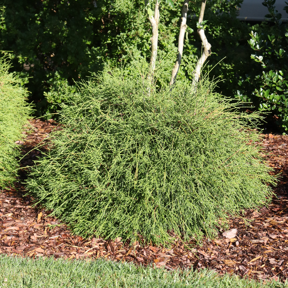 Arborvitae - WHIP IT GOOD