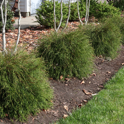 Arborvitae - WHIP IT GOOD
