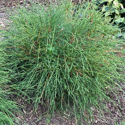 Arborvitae - WHIP IT GOOD