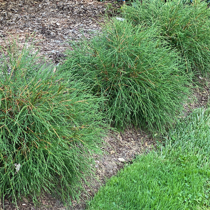 Arborvitae - WHIP IT GOOD