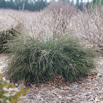 Arborvitae - WHIP IT GOOD