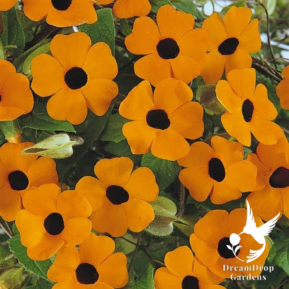 Clematis - Thunbergia, Orange — DreamDrop Gardens photo 1