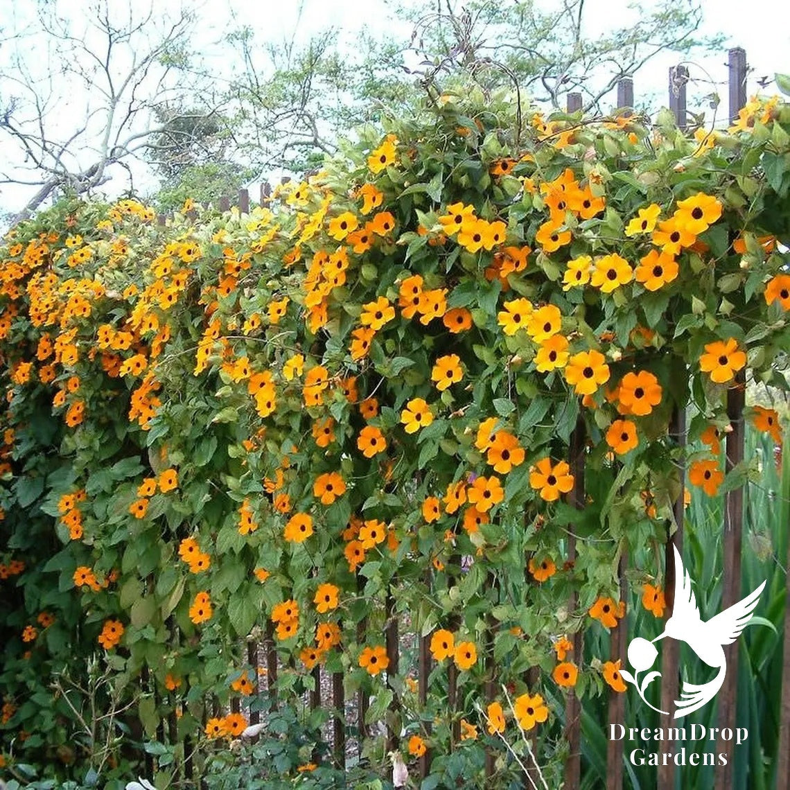 Clematis - Thunbergia, Orange — DreamDrop Gardens photo 2