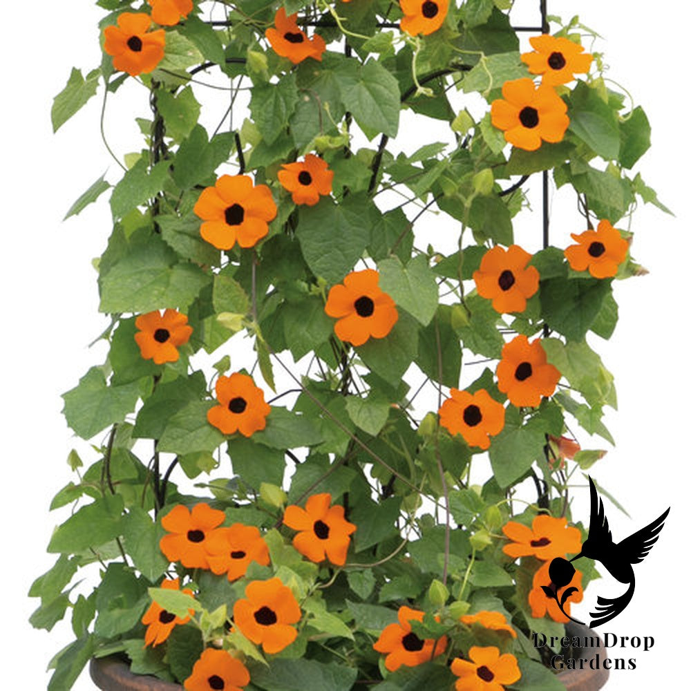 Clematis - Thunbergia, Orange — DreamDrop Gardens photo 3
