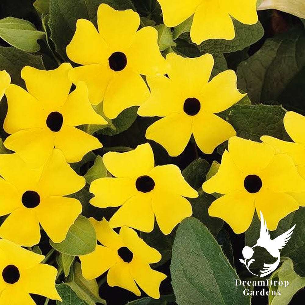 Clematis - Thunbergia, Yellow — DreamDrop Gardens photo 1