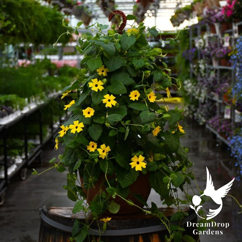 Clematis - Thunbergia, Yellow — DreamDrop Gardens photo 2