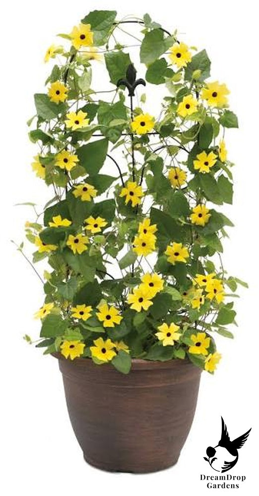 Clematis - Thunbergia, Yellow — DreamDrop Gardens photo 3