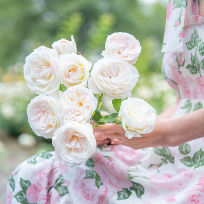 Rose - Top Cream