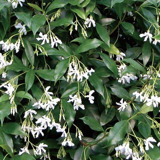 Star Jasmine