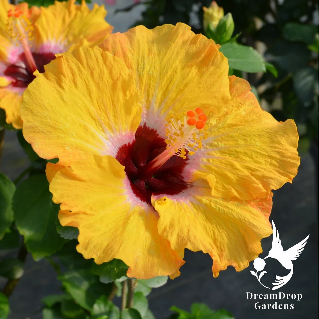 Tropical Hibiscus - Hollywood Hibiscus Golden Globe — DreamDrop Gardens photo 1