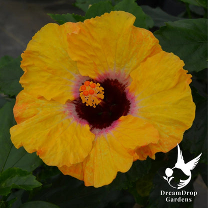 Tropical Hibiscus - Hollywood Hibiscus Golden Globe — DreamDrop Gardens photo 2