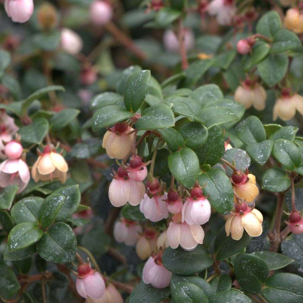 Chilean Guava - CANDYBOX