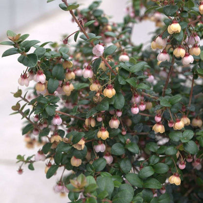 Chilean Guava - CANDYBOX