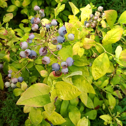 Northern Highbush Blueberry - SKY DEW Gold