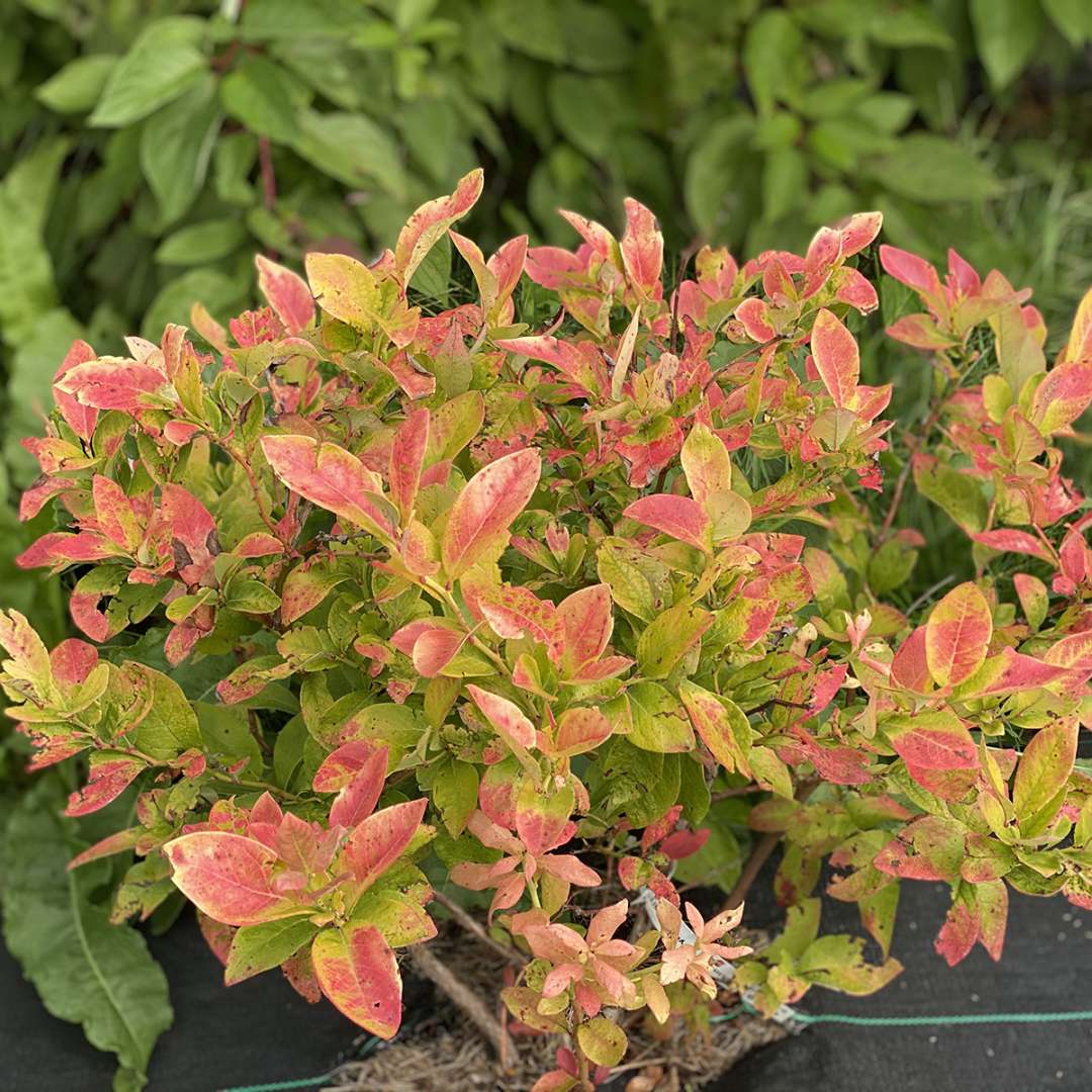 Northern Highbush Blueberry - SKY DEW Gold