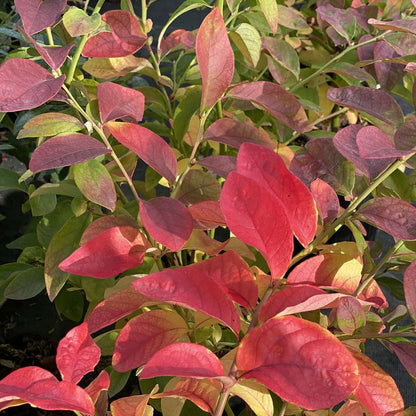 Northern Highbush Blueberry - SKY DEW Gold