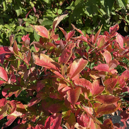 Northern Highbush Blueberry - SKY DEW Gold