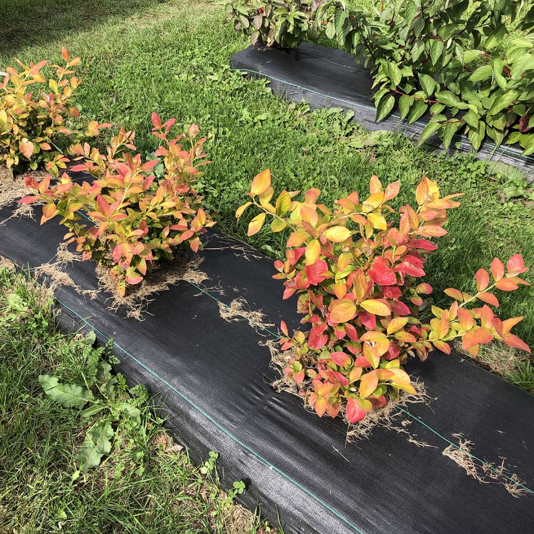 Northern Highbush Blueberry - SKY DEW Gold