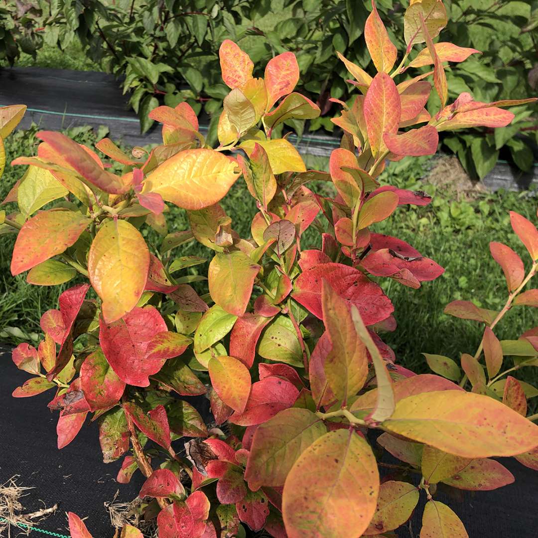 Northern Highbush Blueberry - SKY DEW Gold
