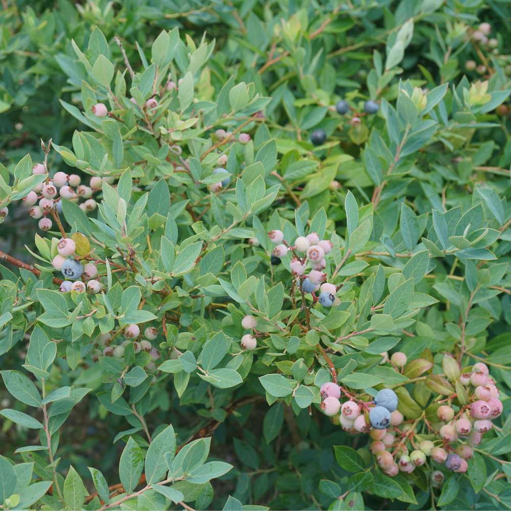 Highbush blueberry - SPLENDID! Blue