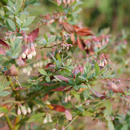 Highbush blueberry - SPLENDID! Blue