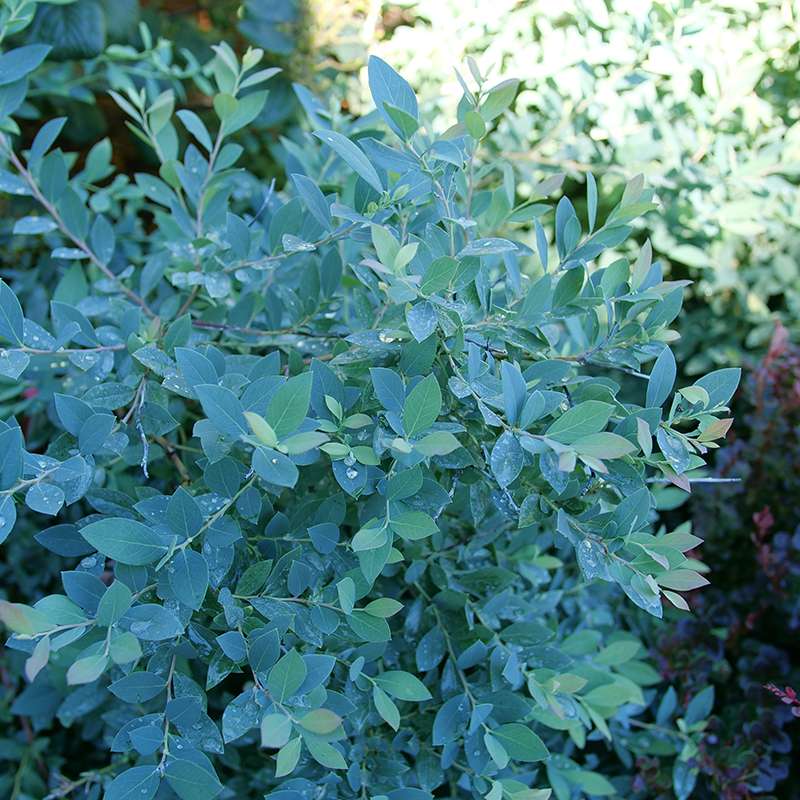 Highbush blueberry - SPLENDID! Blue