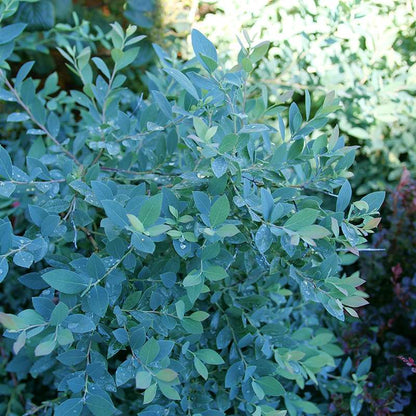 Highbush blueberry - SPLENDID! Blue