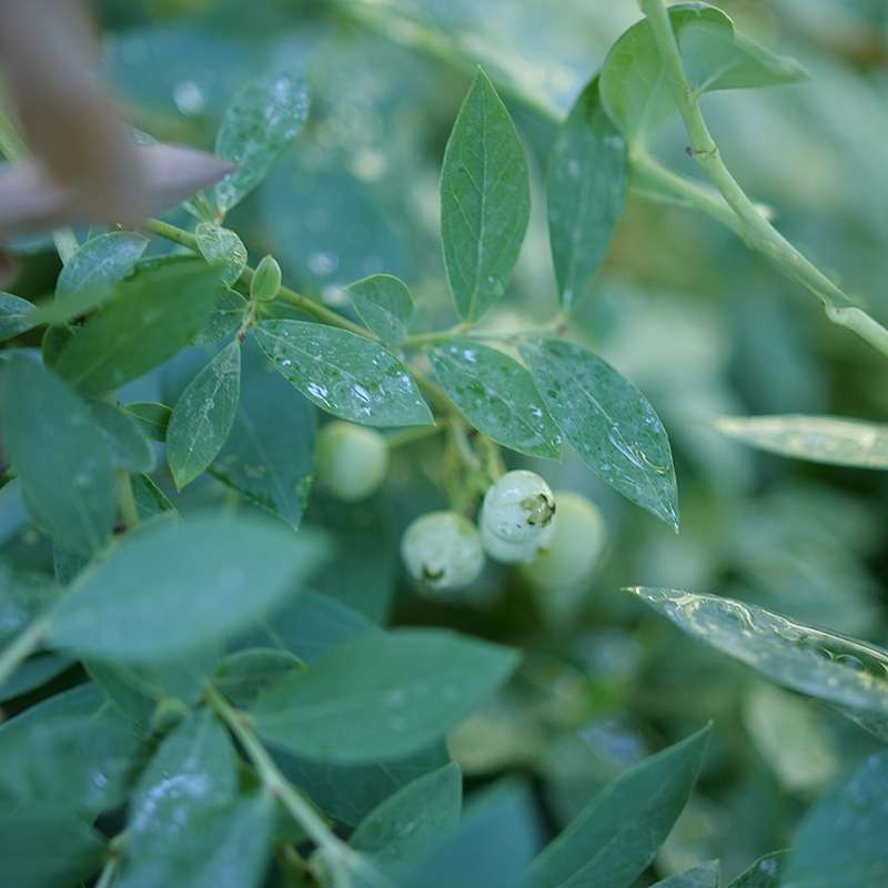 Highbush blueberry - SPLENDID! Blue