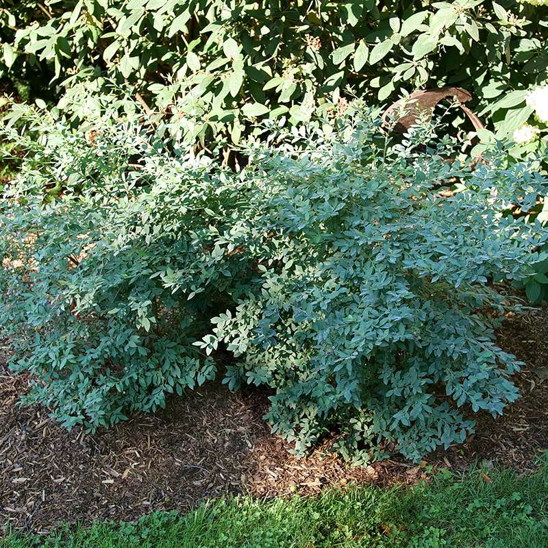Highbush blueberry - SPLENDID! Blue