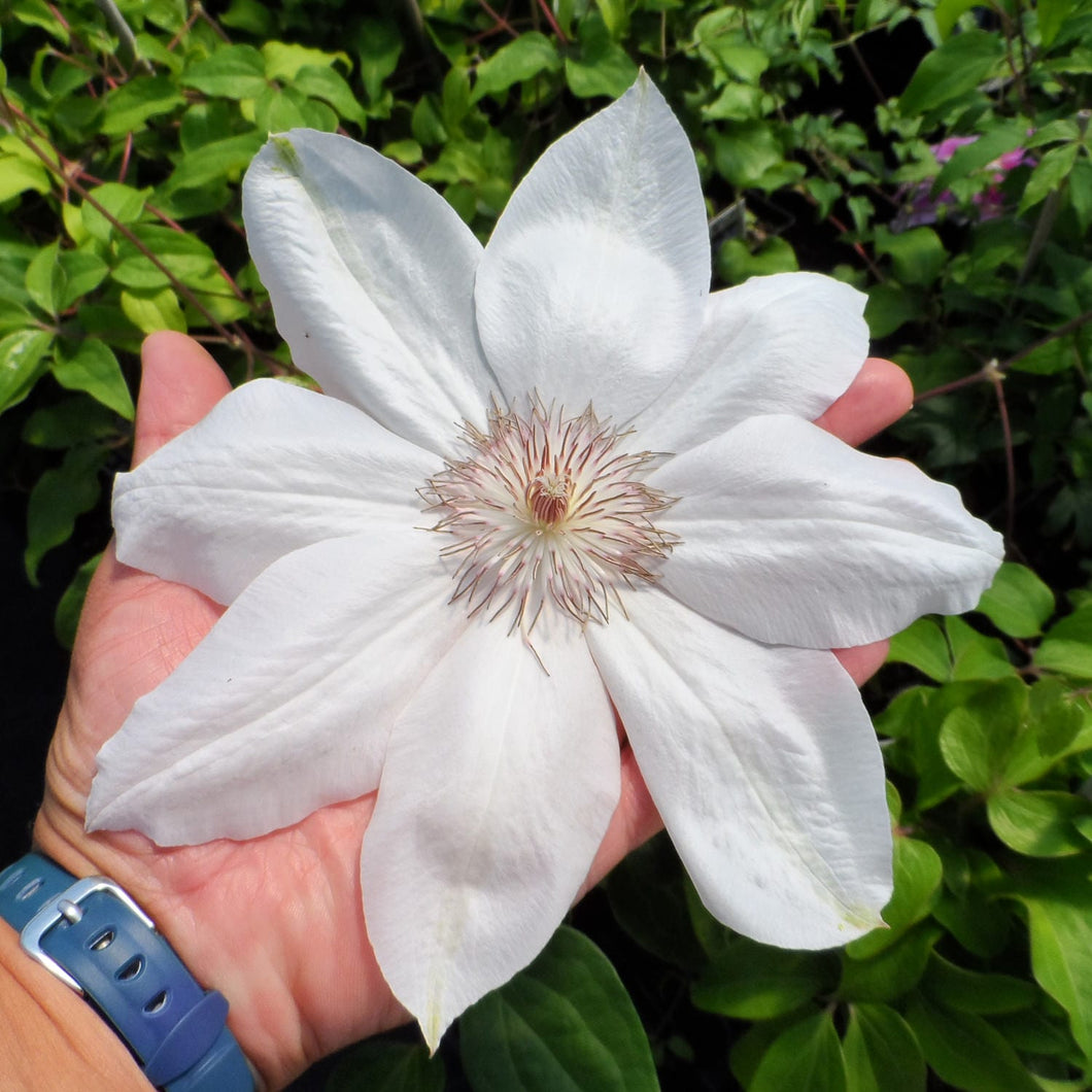 Clematis - King Henryi's  - 8 inch Flowers!