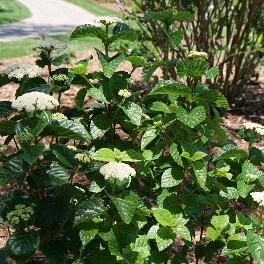 Viburnum - Arrowwood - GLITTERS & GLOWS