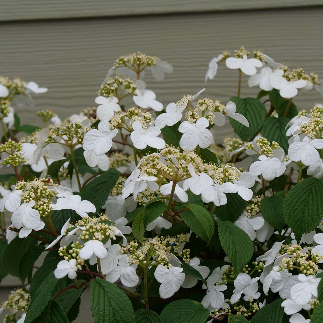 Viburnum - Doublefile - STEADY EDDY