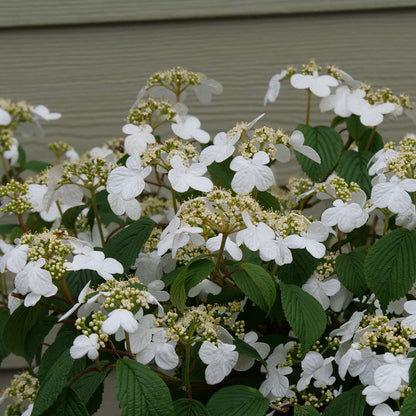 Viburnum - Doublefile - STEADY EDDY